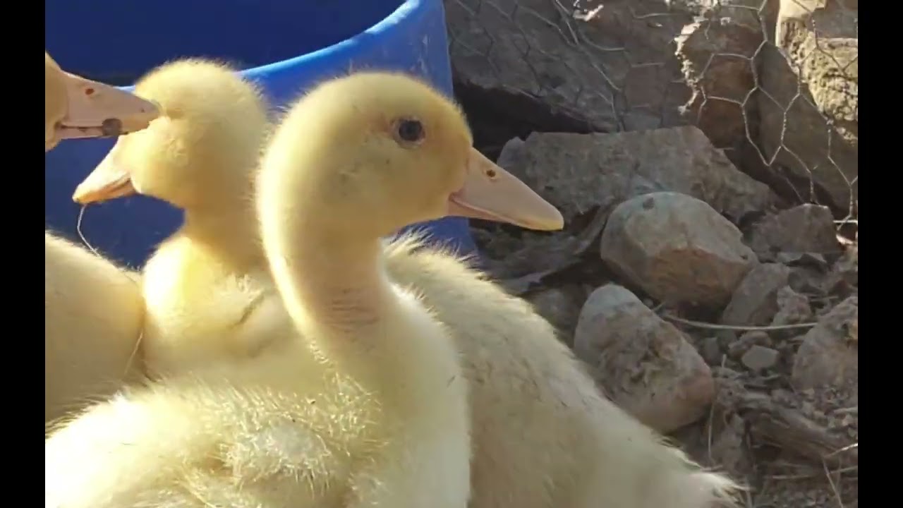 New baby chicks and ducklings