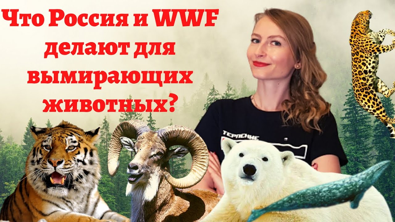 ХОРОШИЕ НОВОСТИ #39: Что Россия и WWF делают для вымирающих животных? #хорошиеновости #природароссии