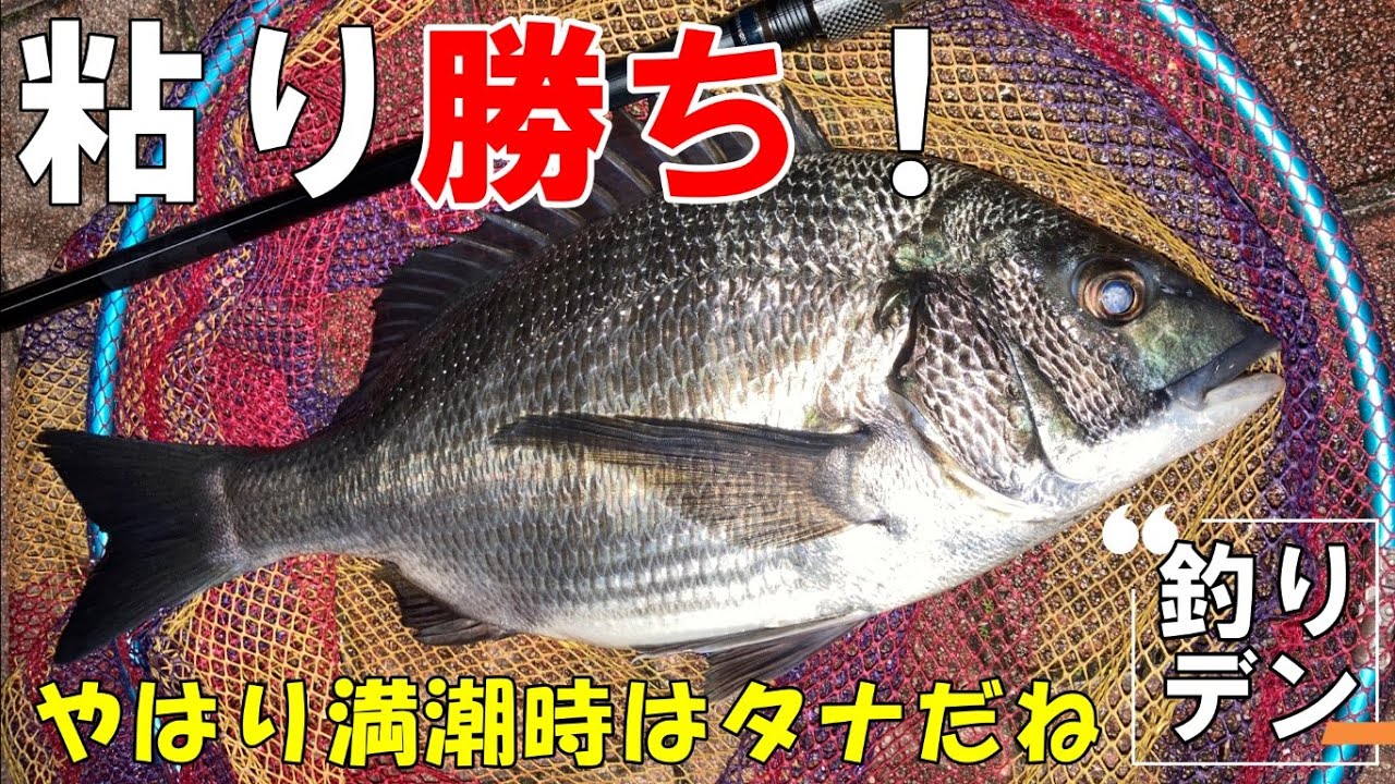 「ヘチ釣り」カニで釣れんとは...やはり満潮時はタナだね！「粘り勝ち」