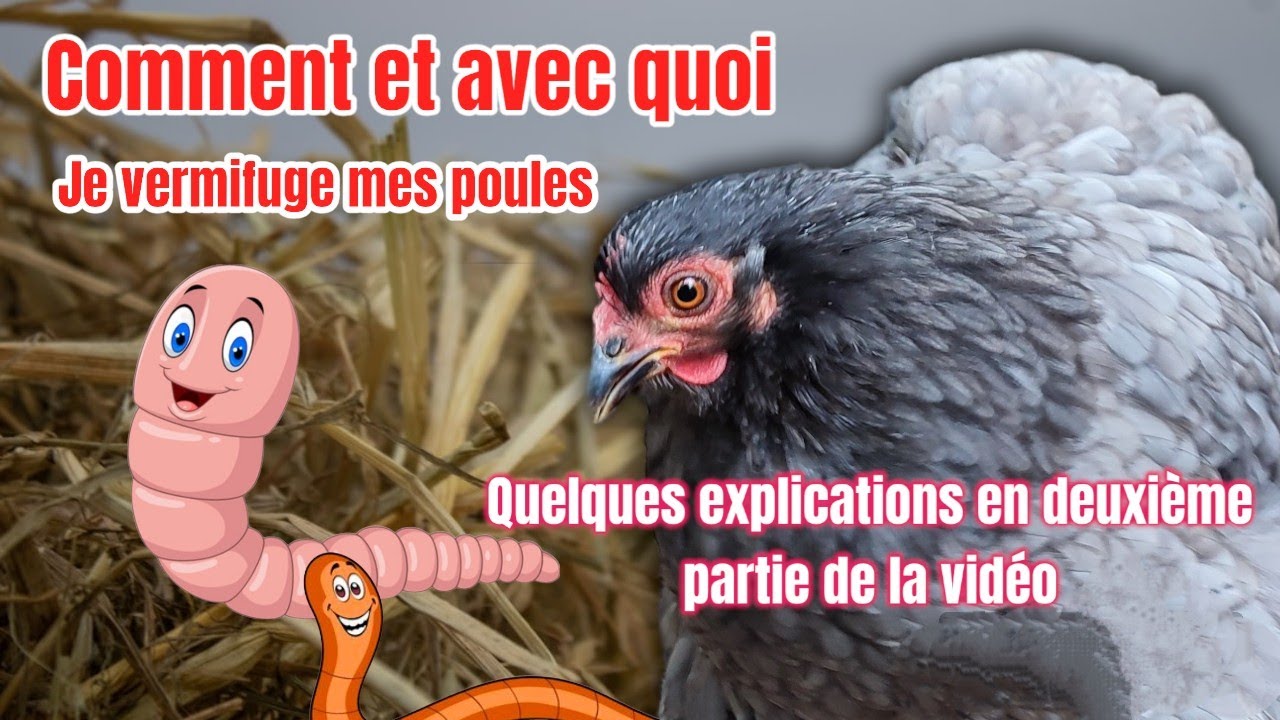 comment je vermifuge mes poules