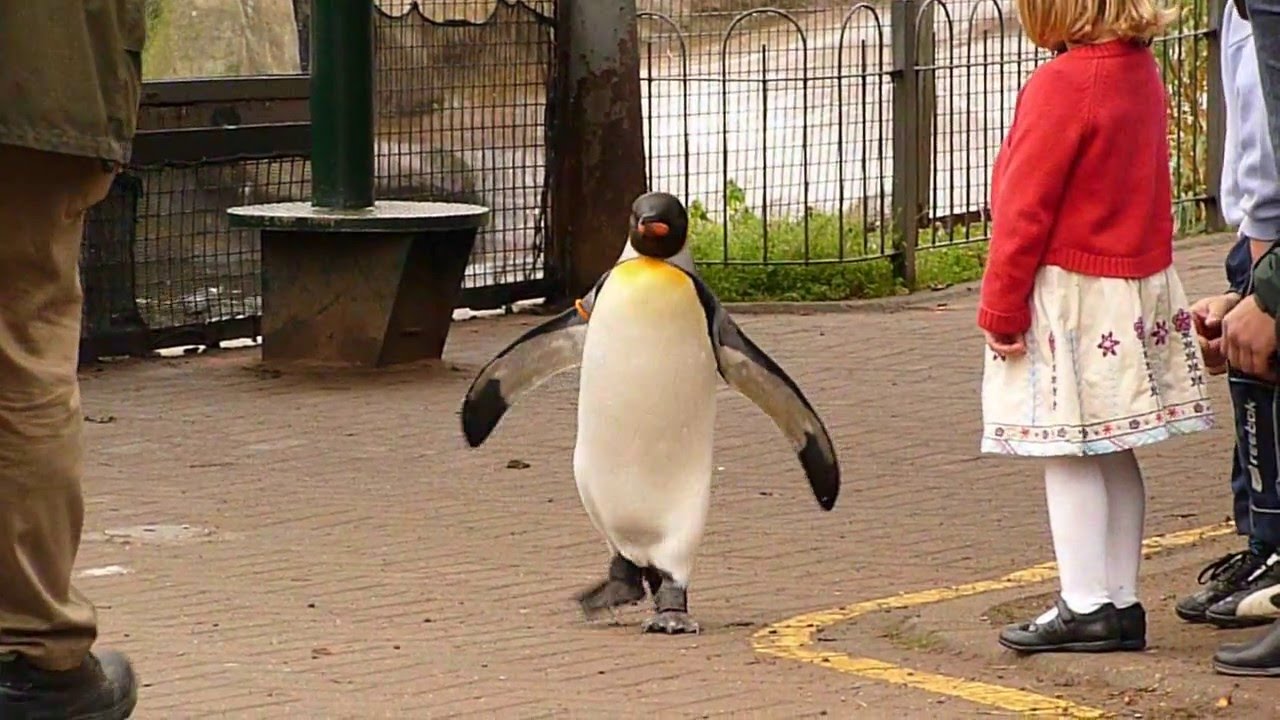 Edinburgh Zoo Penguin walk
