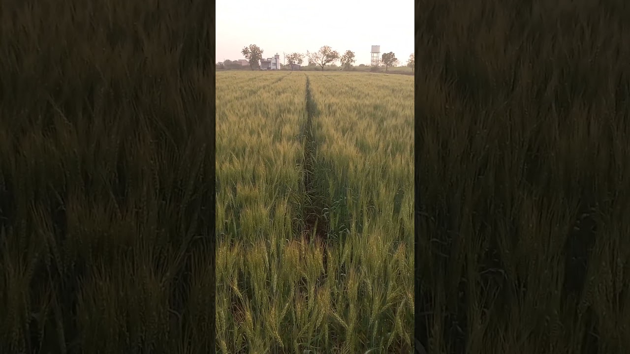 #farmer