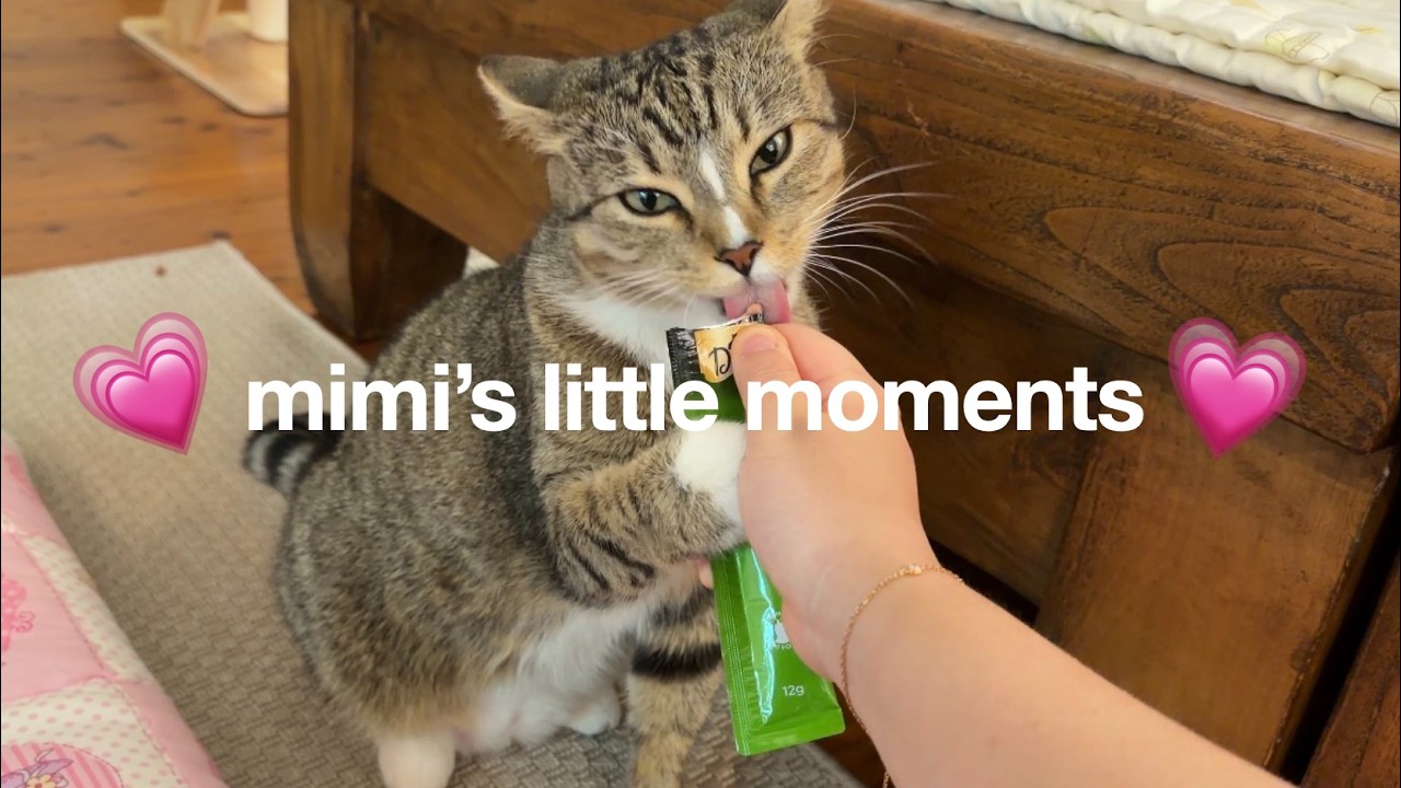 [Mimi's Little Moments] Backyard Walking | Eating | Playing | Sleeping