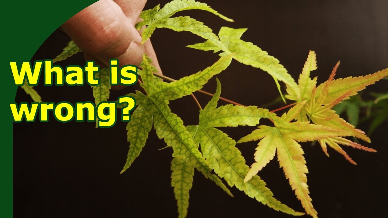 Diagnosing Foliar Damage in Japanese Maple Bonsai