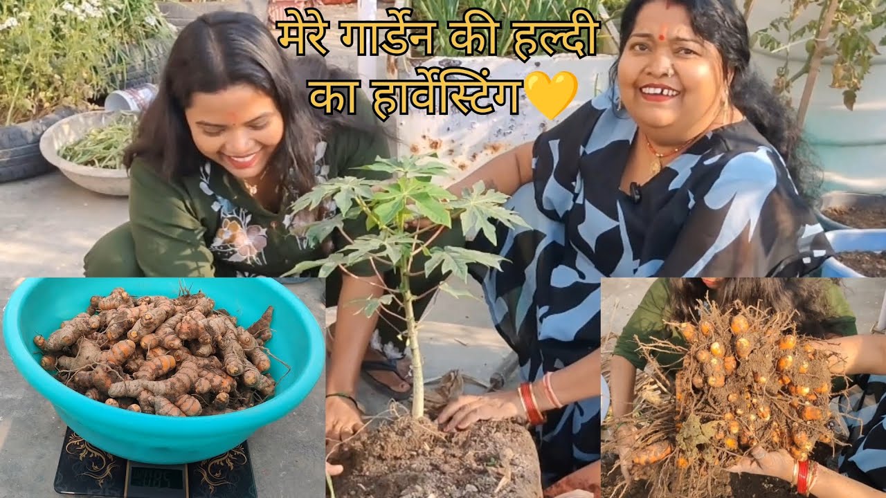 मेरे गार्डन के हल्दी का वीडियो पार्ट2 🌱🫚💛🙏#shortvideo  #terracegardenindia ##gardendesign #song 