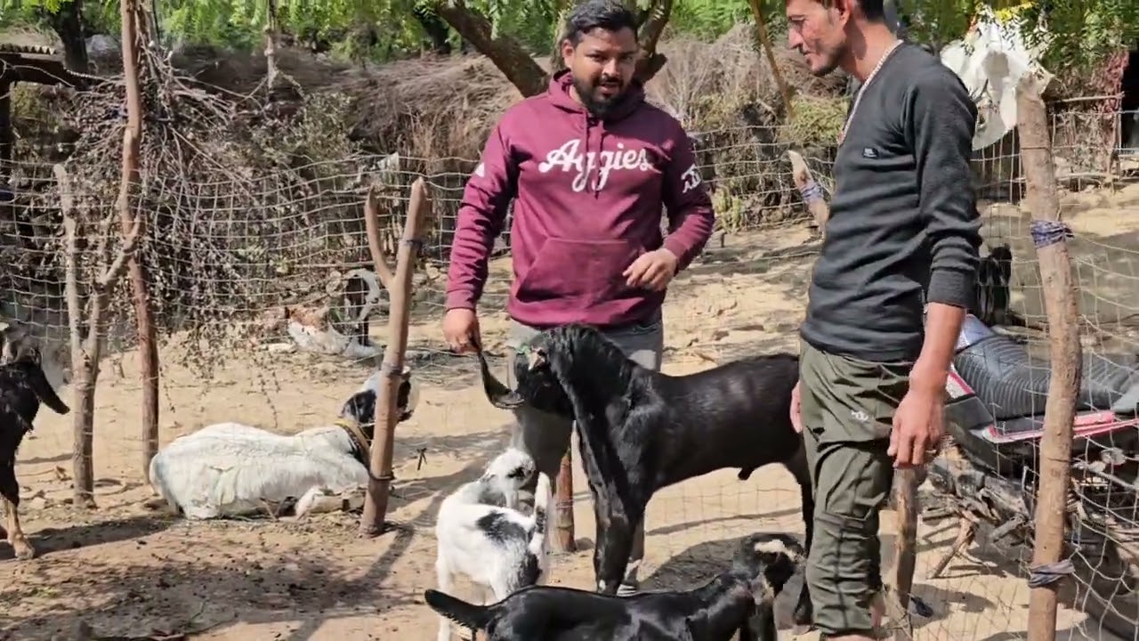 KOTA JUNGLE MAI KUCH ISS TAREKAY SAY BREEDING SET UP HOTA HAI KANAHIYA LAAL JI KI BAKRIYA