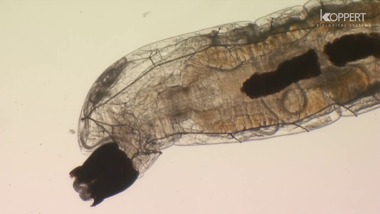 Nematodo Steinernema Feltiae (ENTONEM) contra mosca del mantillo