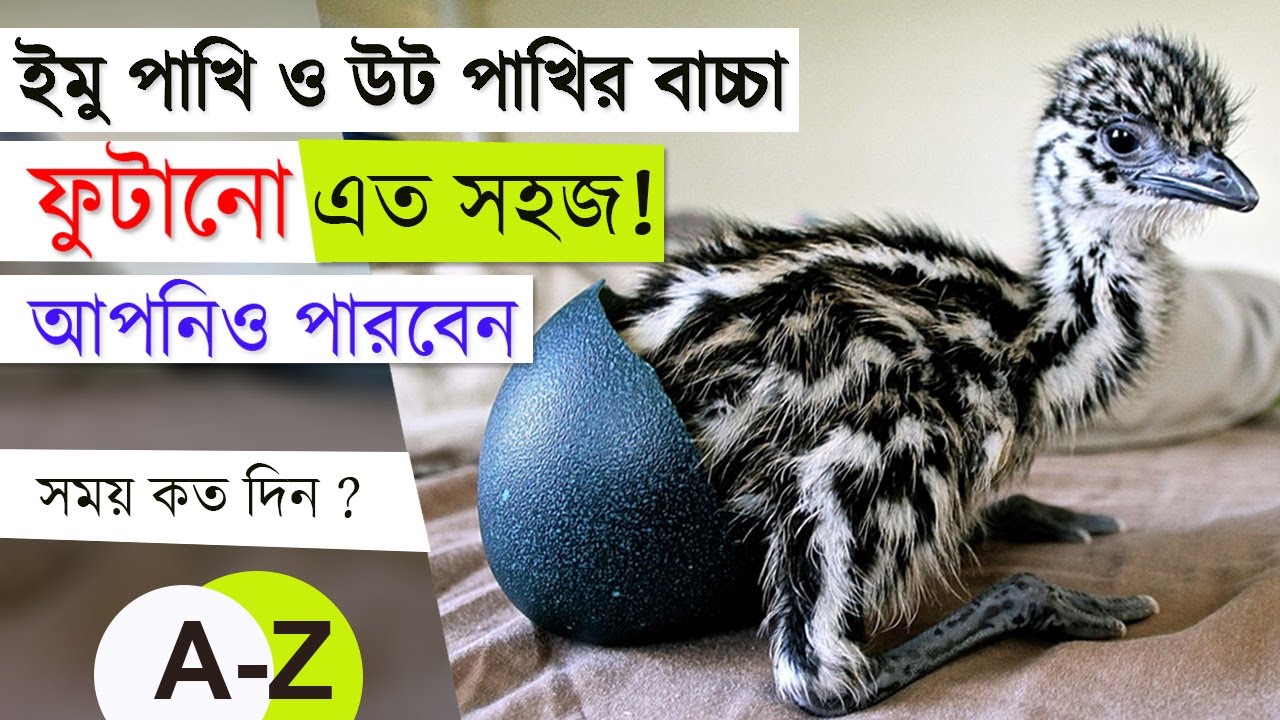 ইমু ও উটপাখির বাচ্চা উৎপাদন পদ্ধতি A-Z । Emu & Ostrich bird hatching/incubation in Bangladesh