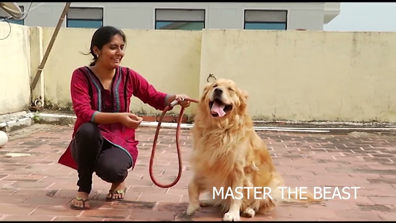 Golden Retriever Professional Dog Training Tips in Tamil full details #subscribe #doglover #share