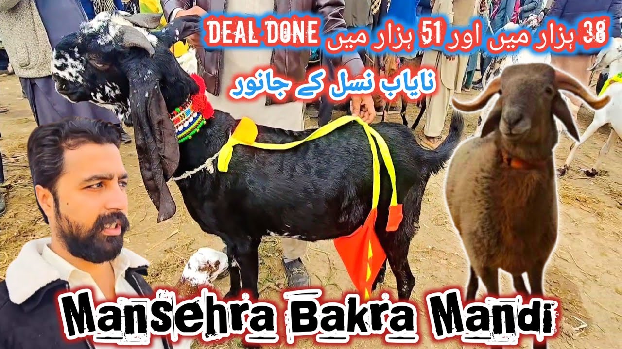 Mansehra Bakra Mandi | Bakra Mandi Mansehra Update | Milking Goats Update #mansehramandi #sktv27 
