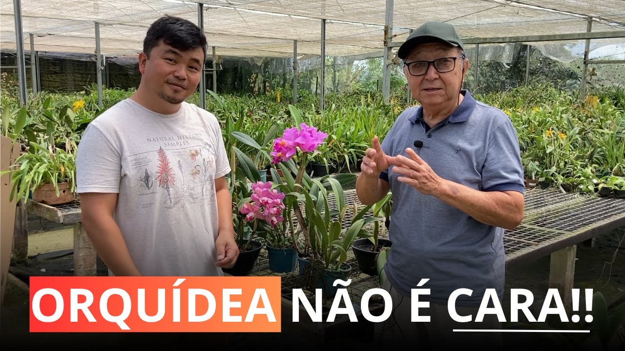 VEJA COMO É A  PRODUÇÃO DE ORQUÍDEAS DO ZERO / ORQUÍDARIO ORIENTAL - MASUJI KAYASIMA