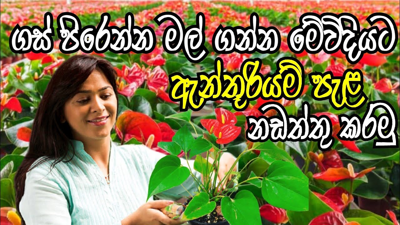 ඇන්තූරියම් ගස් පිරෙන්න මල් හදාගන්න ඇන්තූරියම් මේ විදියට නඩත්තු කරමුද ?
