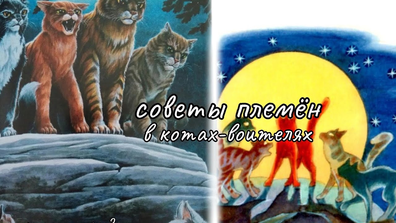 Советы племён в котах-воителях | что это такое? |