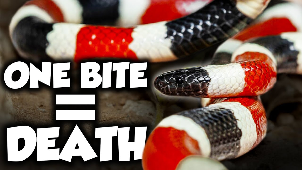 The Most Venomous Desert Creatures in the US Ranked