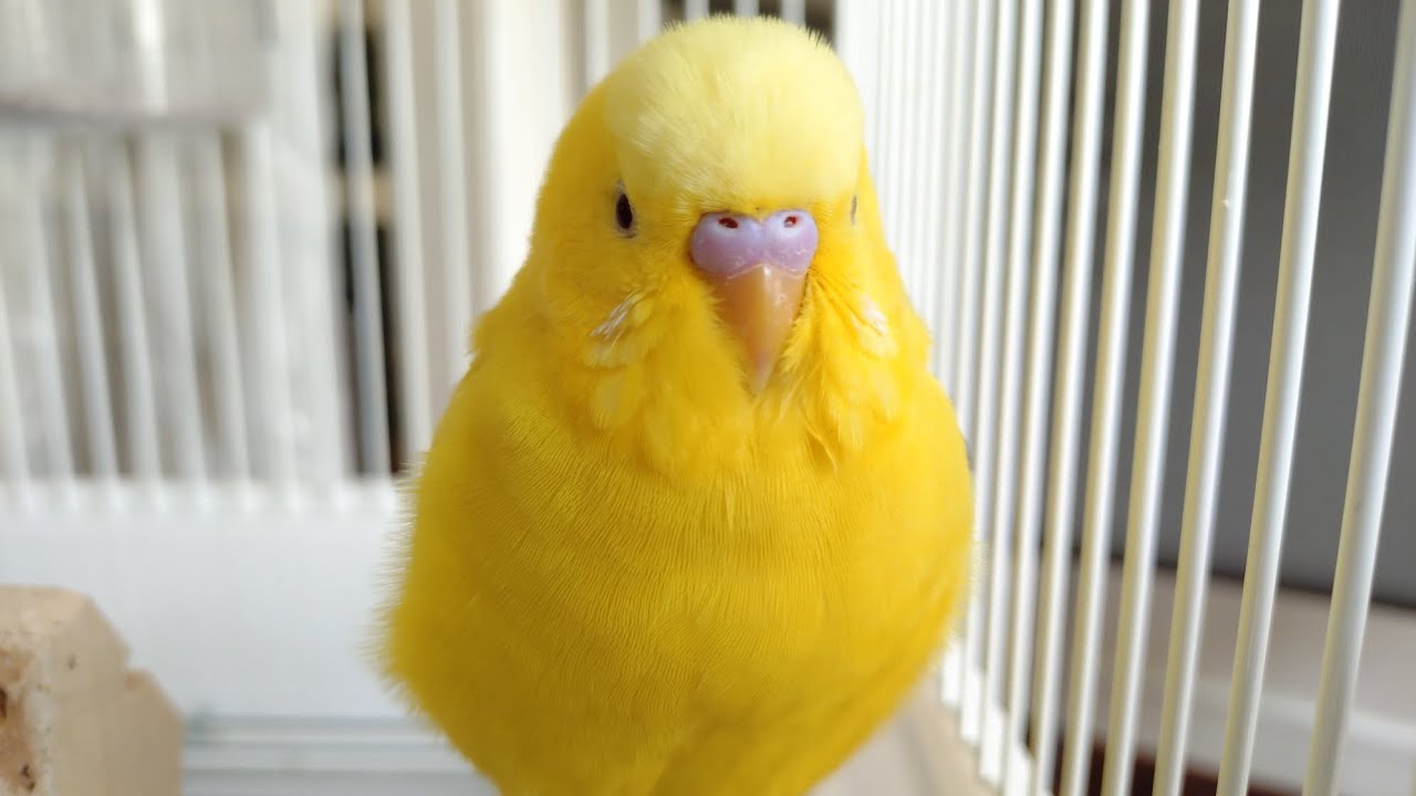 【セキセイインコ】おしゃべり大好きレモンくん！たくさんお話ししたよ｜Budgie talking