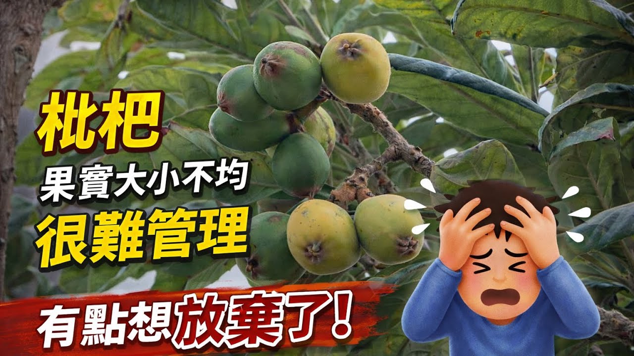 ￼ 「枇杷」有些大有些小，很難管理，有點想放棄了！ 2026年2月27日