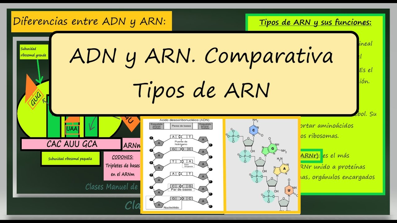 Diferencias entre ADN y ARN. Tipos de ARN y sus Funciones. ARNm, ARNr, ARNt. Biología 2 Bachillerato