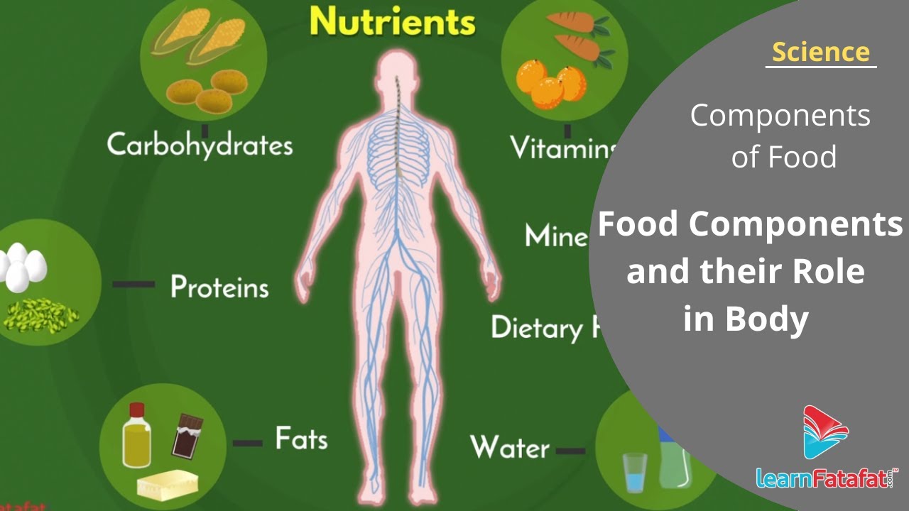 Class 6 Science Chapter 2 Components of Food - Food Components and their Role in Body