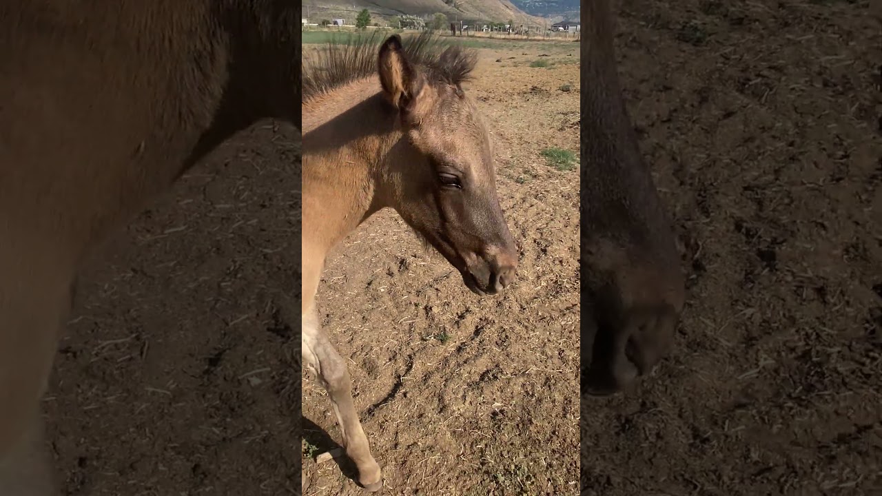 KC turned big brother mode #camilleshorsemanship #camilleshorses #cutefoals