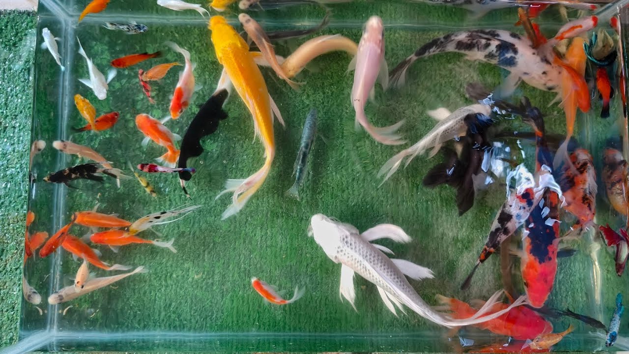UNBOXING IKAN HIAS, IKAN KOI, IKAN MAS KOKI, IKAN CUPANG, LELE, GLOFISH, ANGELFISH, GOLDFISH #video 