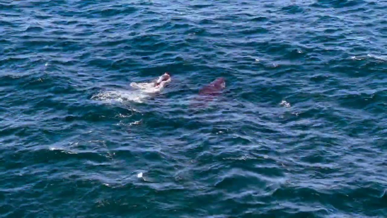 Malabar Headland   Humpback Highway   HD 720p