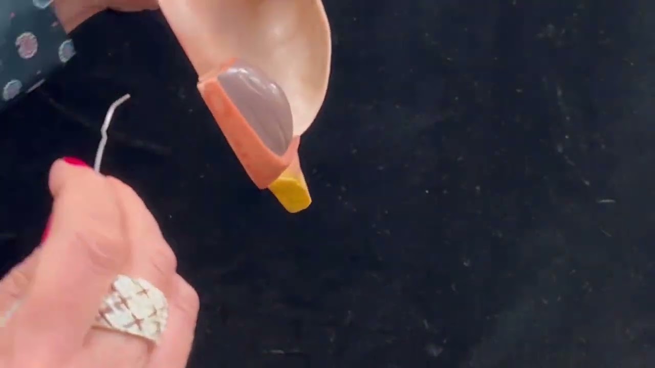 Female Reproductive System - Pregnant Uterus Model