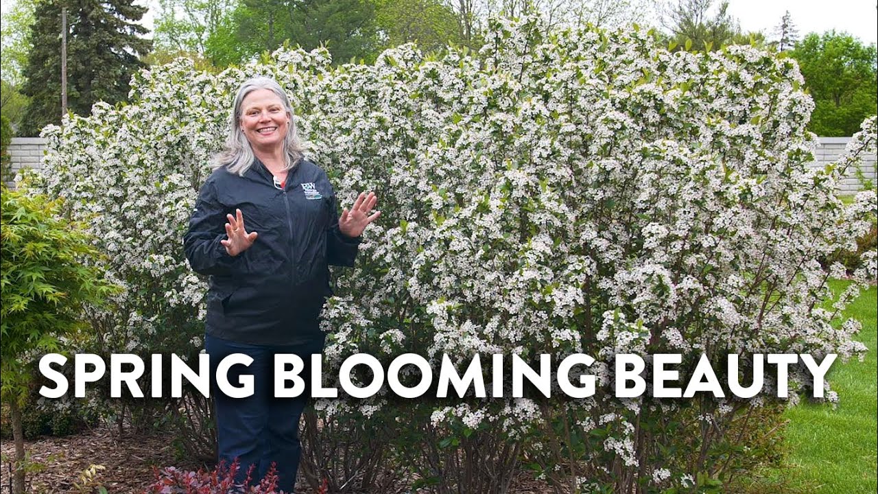 A show-stopping plant perfect for hedges! Low Scape Snowfire® Aronia ❄🔥