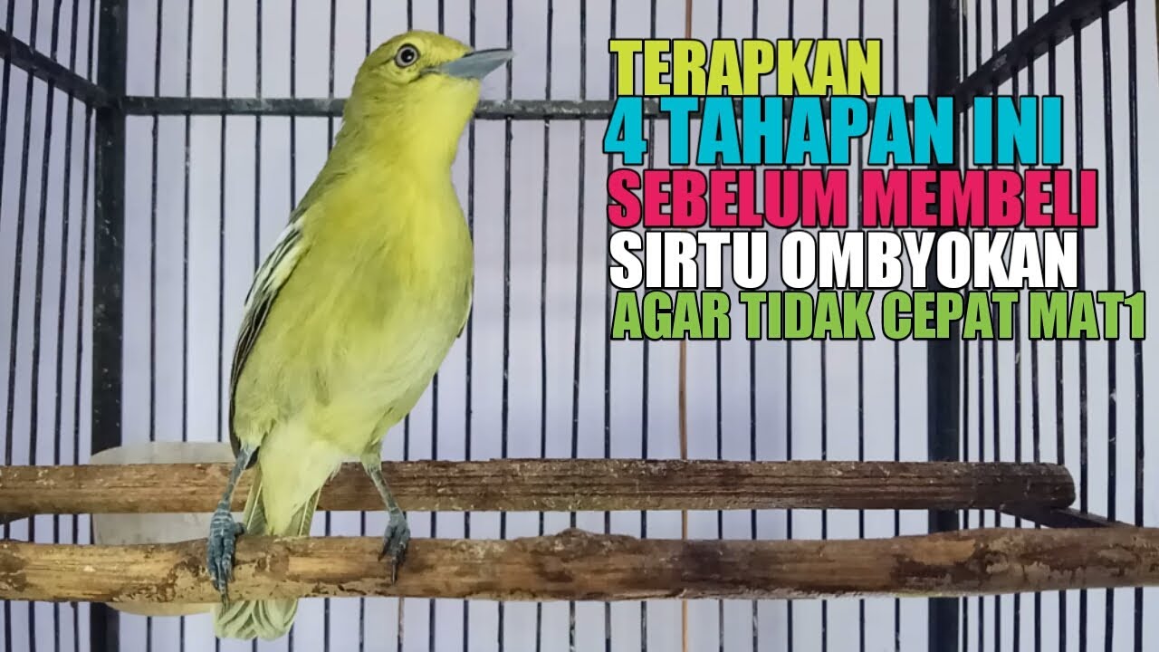 4 CARA MERAWAT BURUNG SIRTU HASIL OMBYOKAN AGAR TIDAK CEPAT MATI