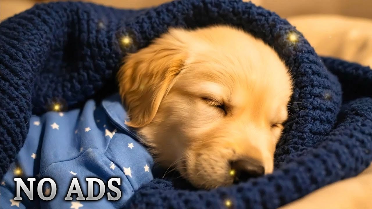 Музыка для снятия тревоги у собак 🎵 12 часов успокаивающих звуков для собак | Без рекламы