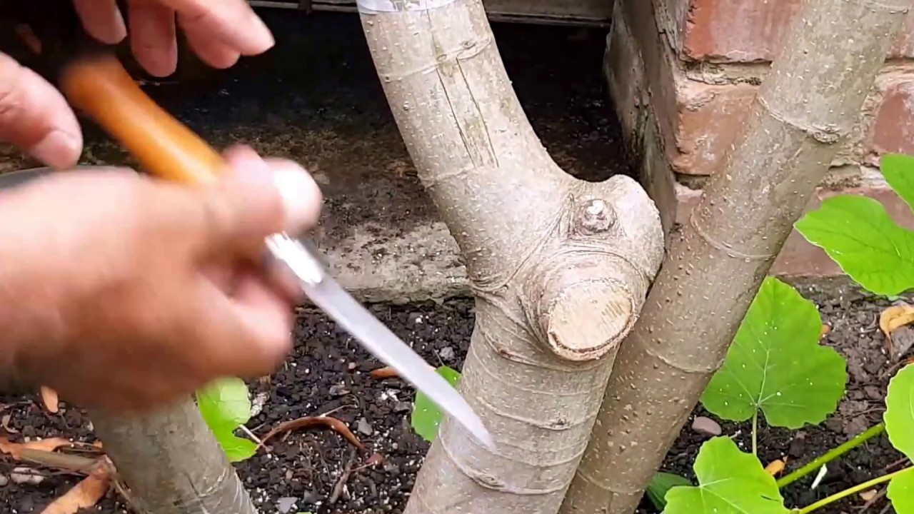 :226: Grafting a Fig Tree /  اَنجیر کے پودے پر پیوند