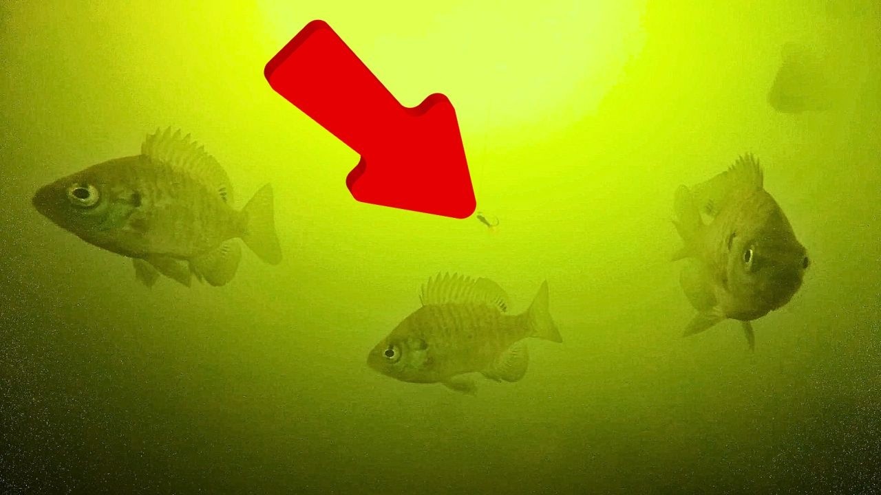 BIG Schools of Bluegill Surround my Bait! (UNDER THE SURFACE)