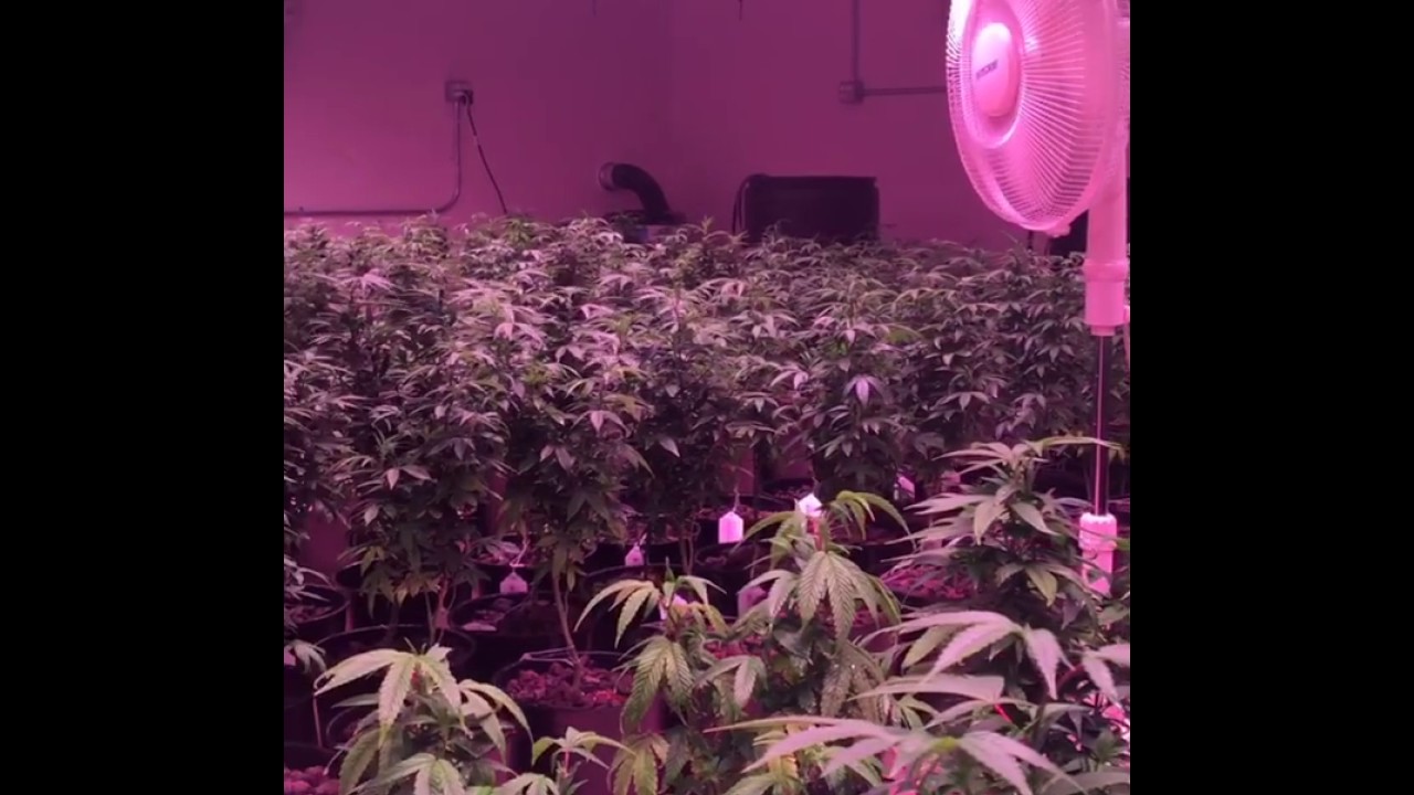 VividGro&reg; LED Grow Lights - V2 Grow Room - LED Grow Lights