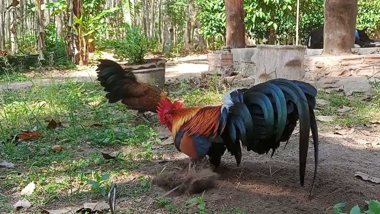 ไก่ต่อลูกผสม สายตีสุราษ