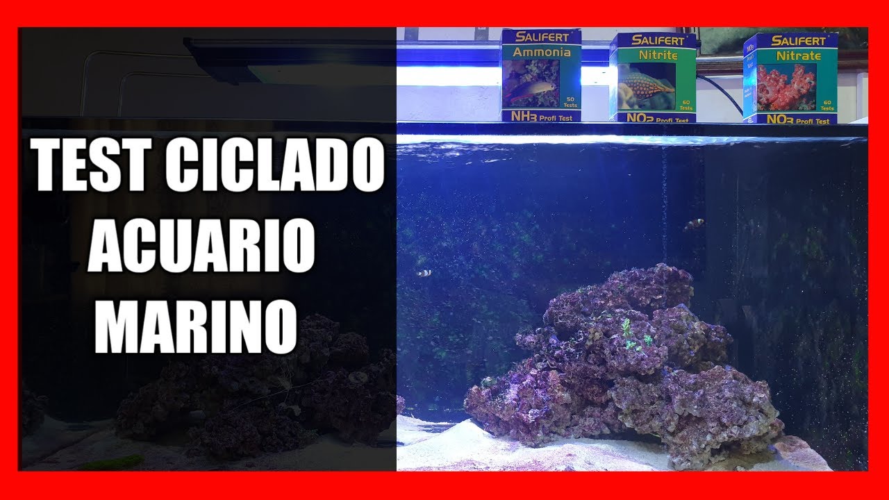 🤔¿Qué TEST debemos de hacer en el ciclado de un ACUARIO MARINO?