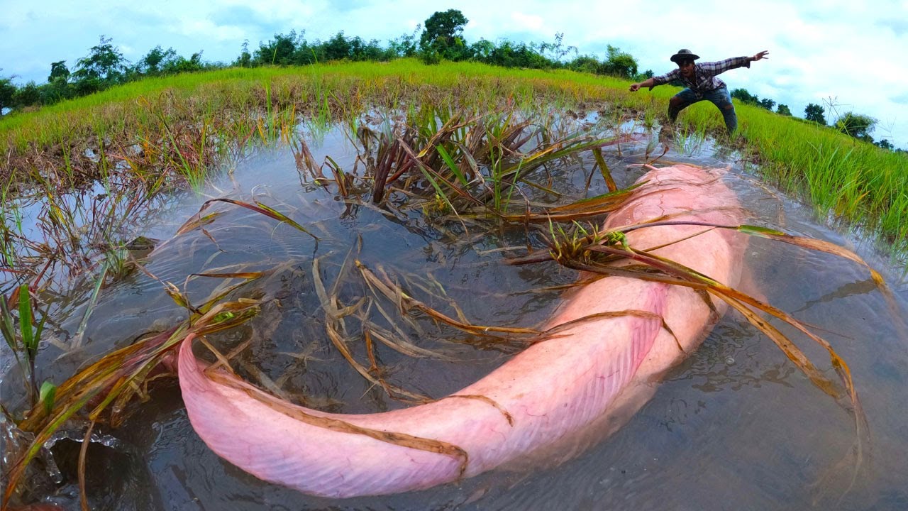 wow top hand fishing, catching fish in dry place by best hand a fisherman