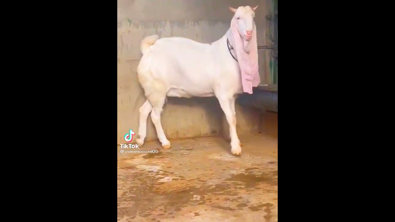 Pure Gulabi Goat