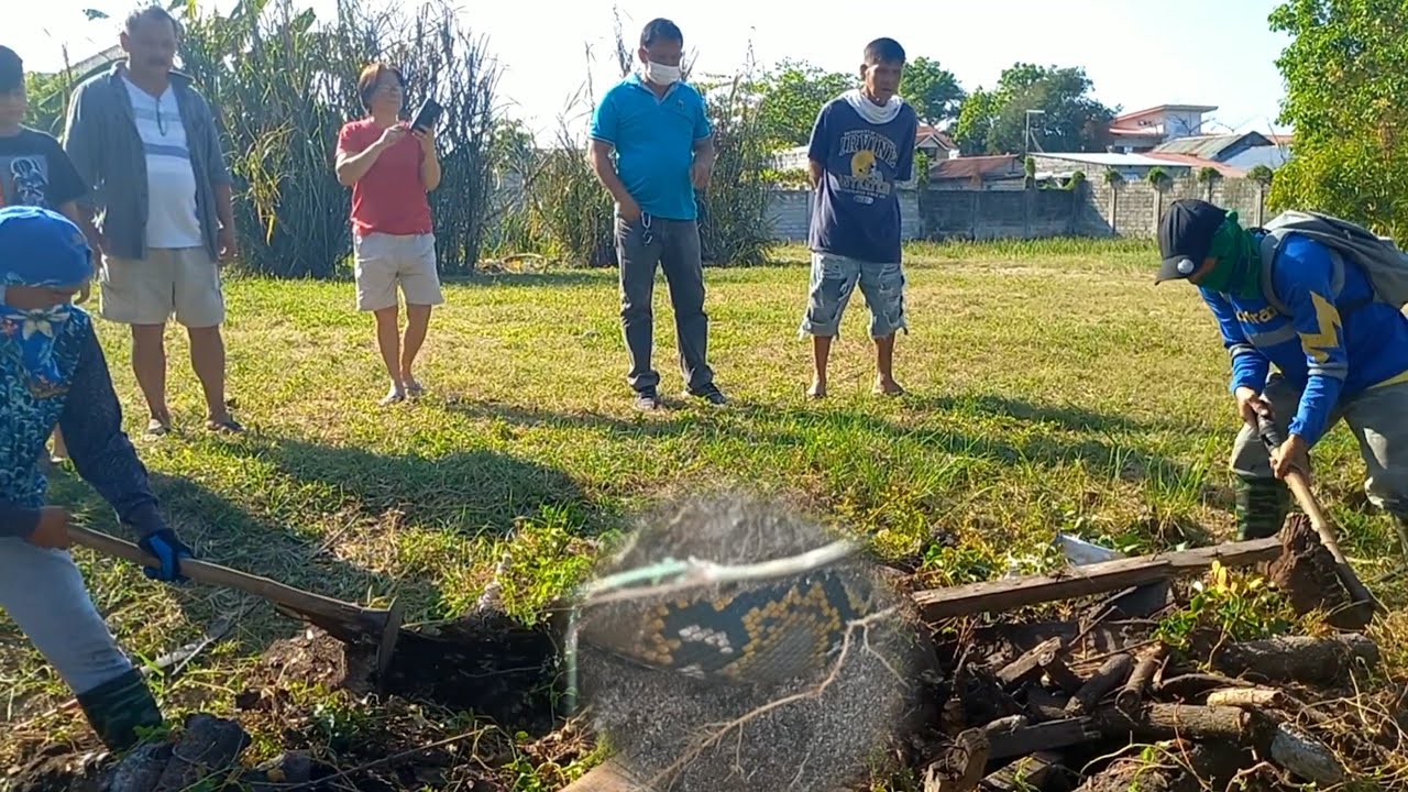 JUMBO SAWA SA LUBAO, PAMPANGA | Kambal Kamandag