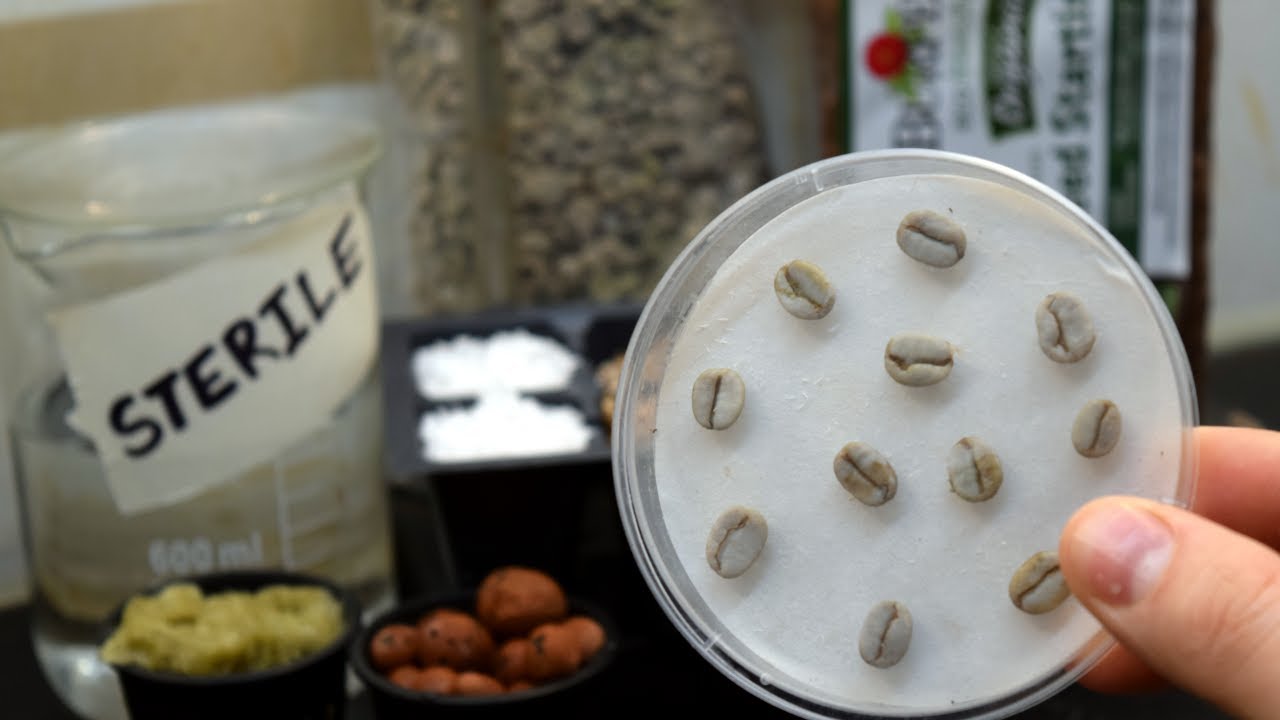 More than you wanted to know about germinating green coffee beans | Coffea arabica #1