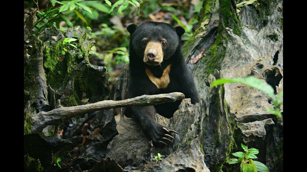 Sun Bear Rehabilitation | Sweet Natured Tan Tan The Sun Bear | BSBCC