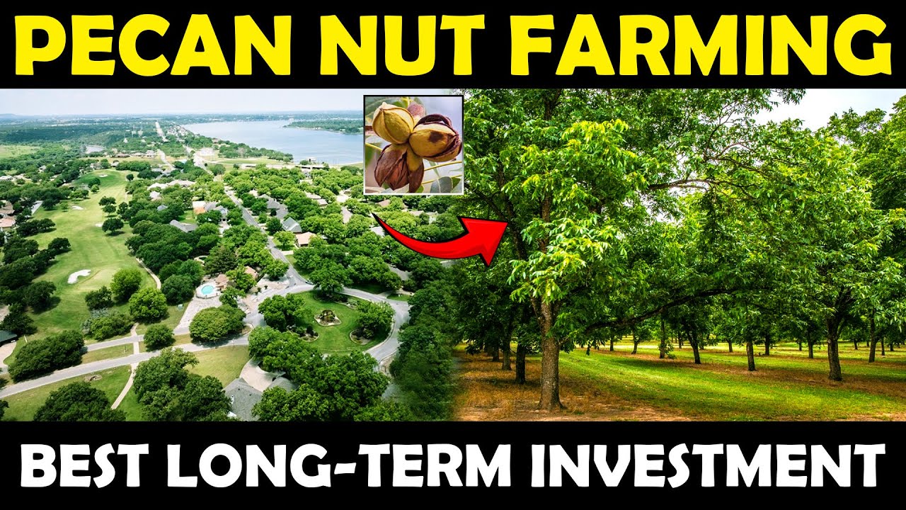 Pecan Nut Farming | Pecan Nut Cultivation | Growing Pecan Nut Trees For Long Term Farming Business