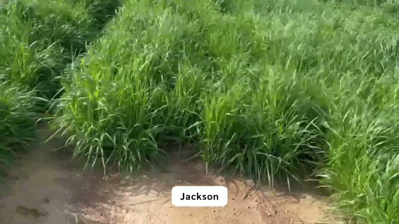 2022-23 Auburn University Annual Ryegrass Trial – Headland, AL – Pre-Harvest - Part 1