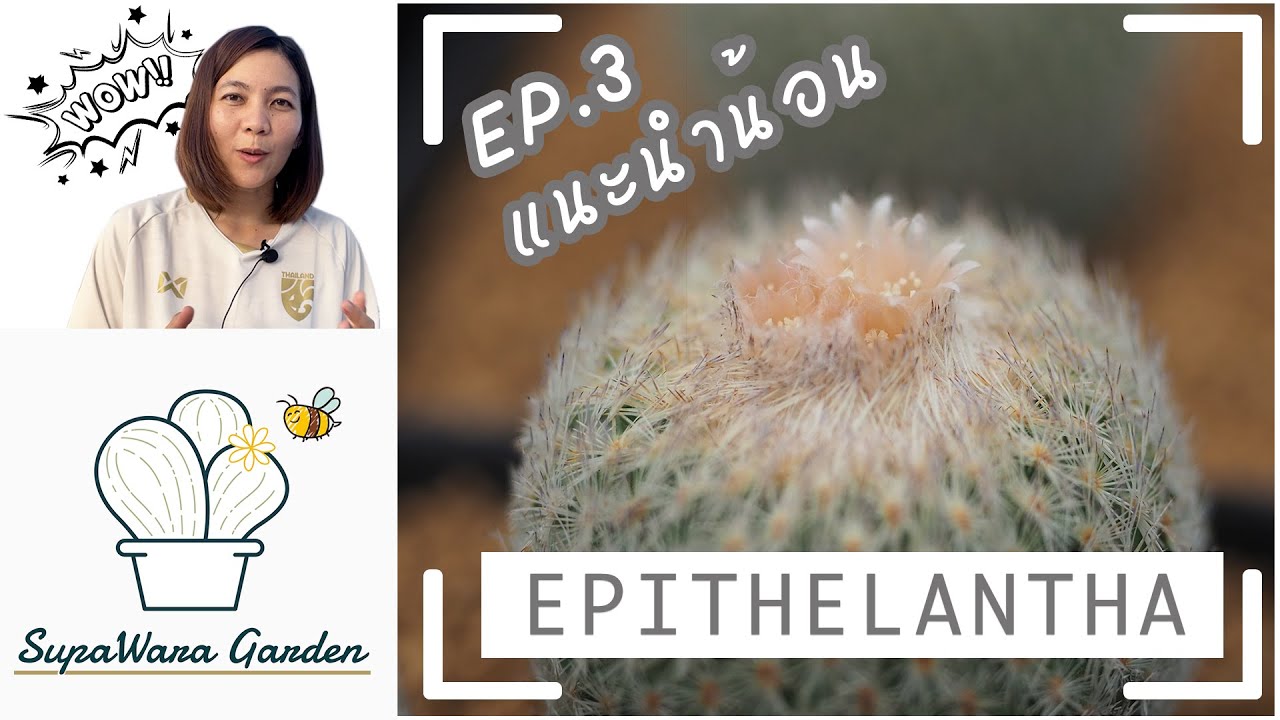 SupaWara Talk Ep. 3 แนะนำน้อง Epithelantha ภายในสวน