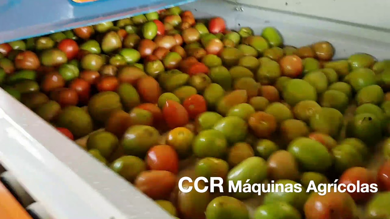 Máquinas de Lavar e Classificar Tomate/Laranja