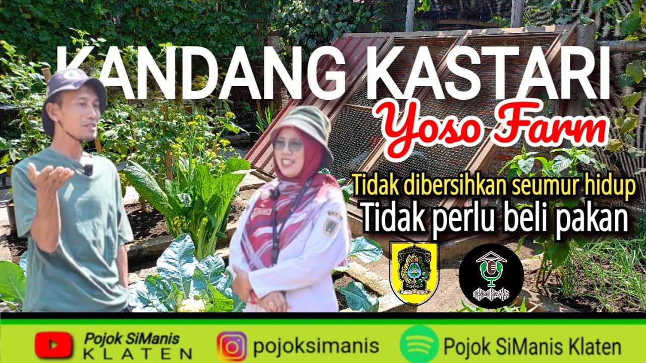 KANDANG KASTARI || TANPA DIBERSIHKAN, TANPA BELI PAKAN #yosofarm