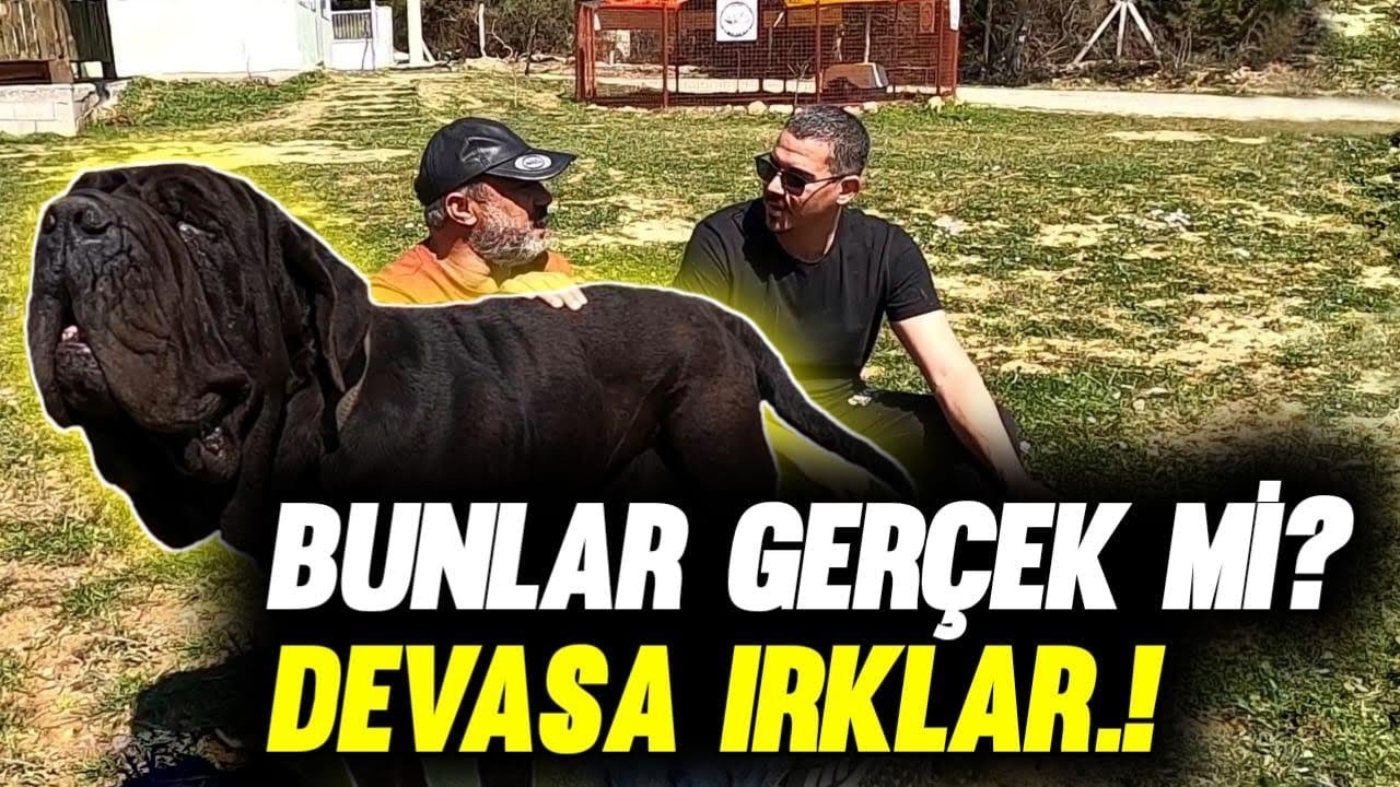 ŞAMPİYON DEV KÖPEKLER | KÖPEK ÇİFTLİĞİ 1. BÖLÜM