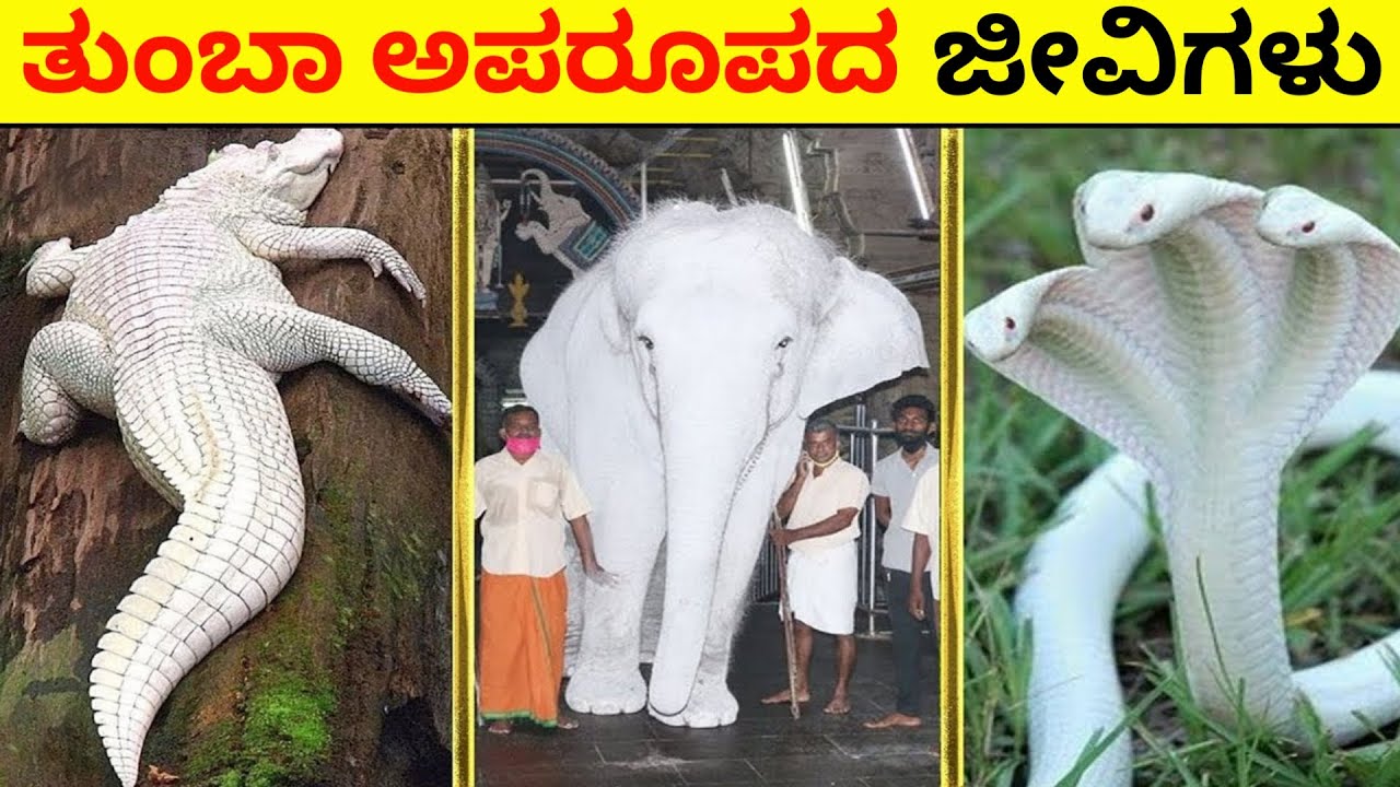 ಅತ್ಯಂತ ಸುಂದರವಾಗಿರುವ ಅನಿಮಲ್ಸ್ | Albion Animals That Were Only Seen Once | White Animals