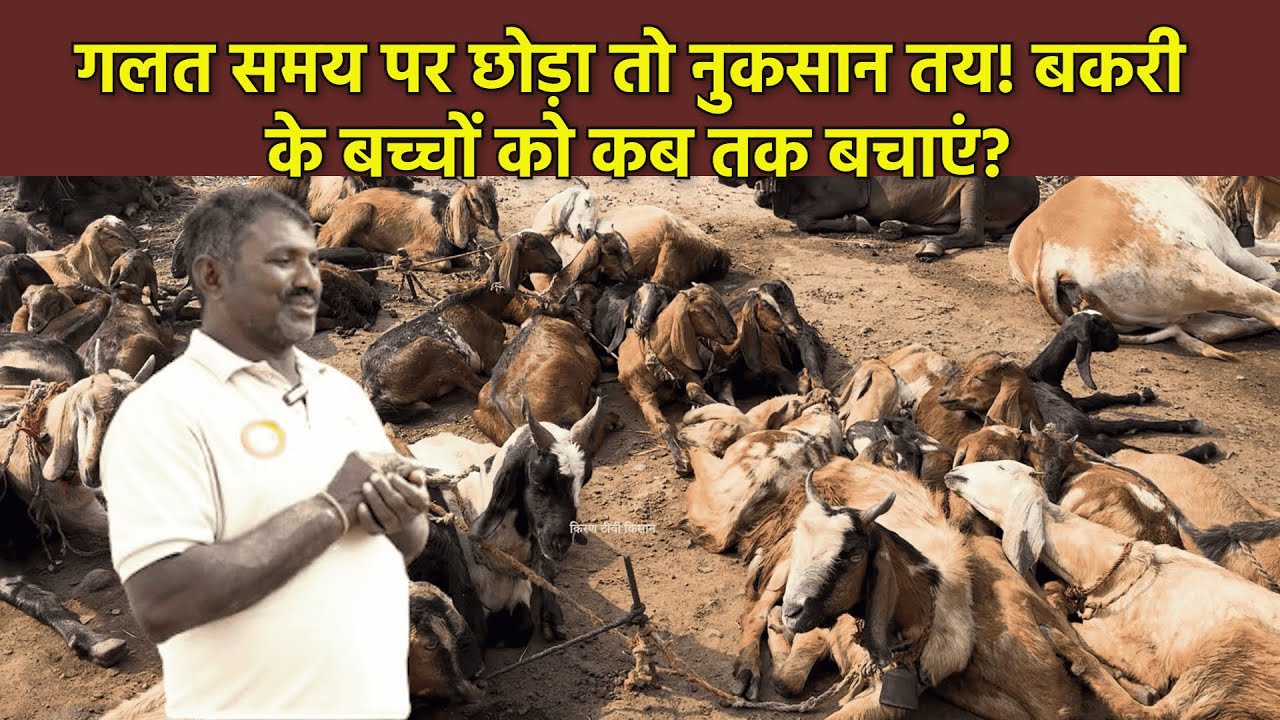 गलत समय पर छोड़ा तो नुकसान तय! बकरी के बच्चों को कब तक बचाएं?#kirantvkisan #goat #farming  #video