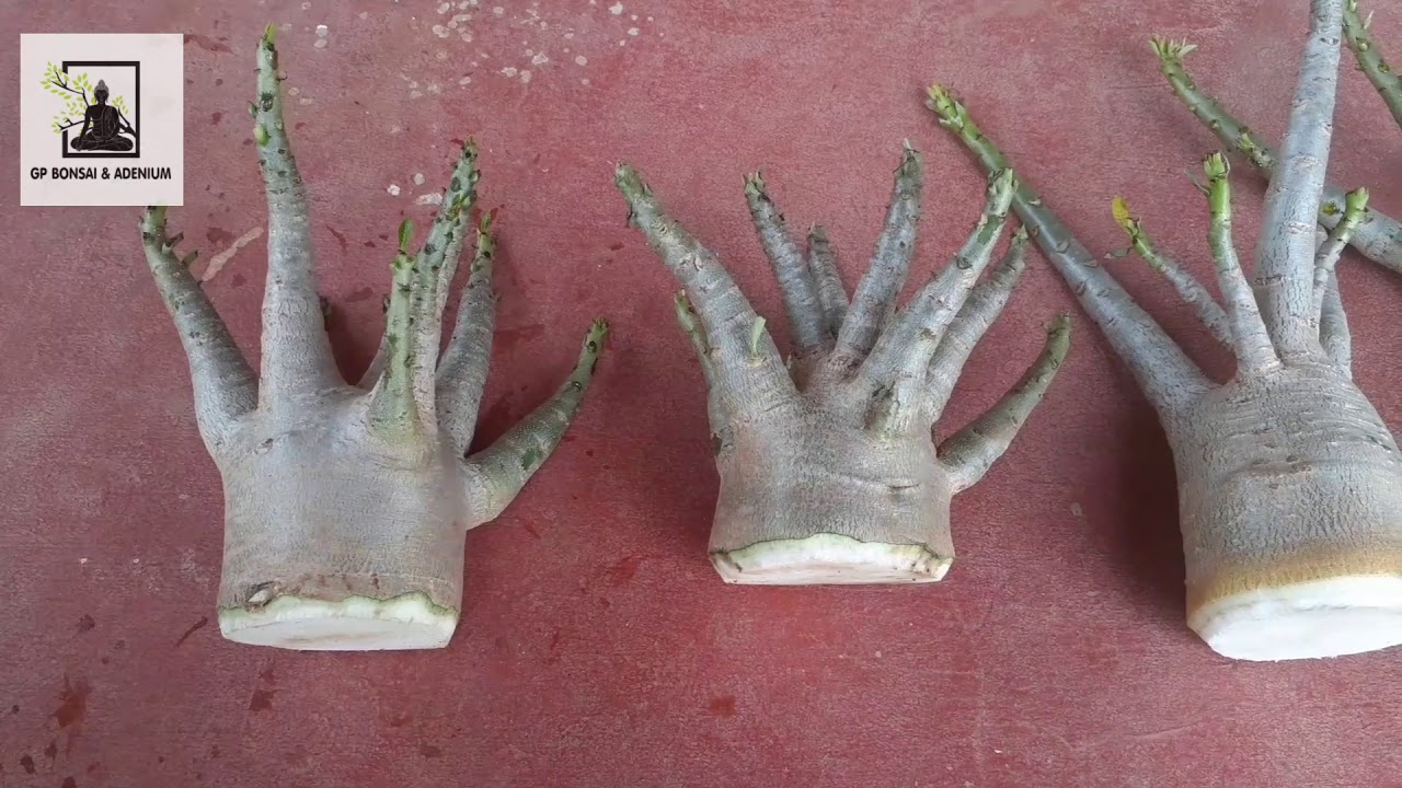 #Adenium #Roottraining #GPBONSAI #Adenium #gardenlove