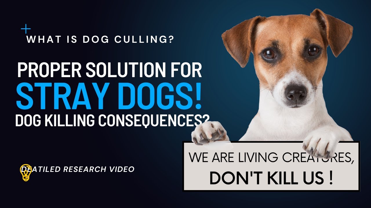 Is killing a dog humane?| History of Stray Dogs| Solutions | TNVR, CNVR | Benji Project | Skardu