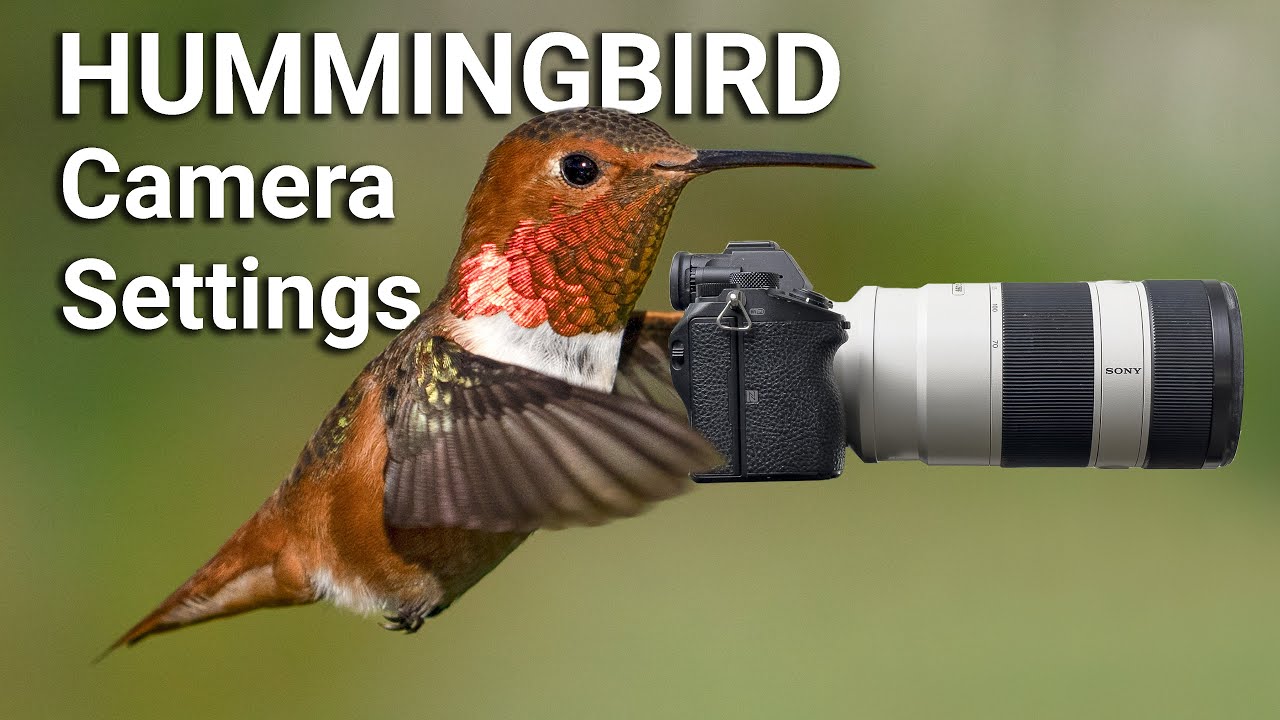 Sharp Bird Photography | Camera Settings for Hummingbirds